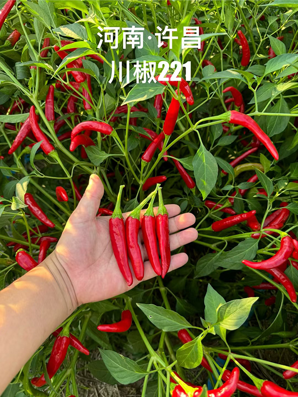 川椒221-川椒种业 川椒221-川椒种业