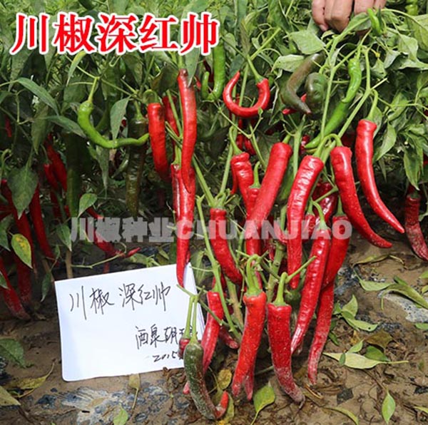 川椒深红帅-川椒种业 川椒深红帅-川椒种业