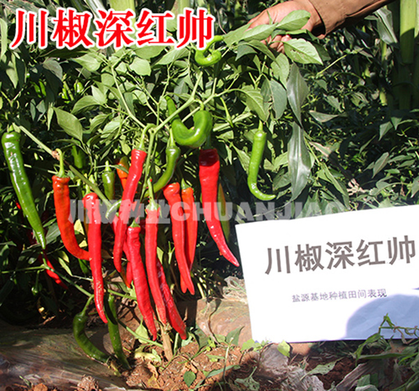 川椒深红帅-川椒种业 川椒深红帅-川椒种业