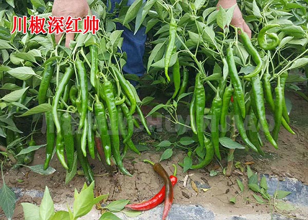川椒深红帅-川椒种业 川椒深红帅-川椒种业